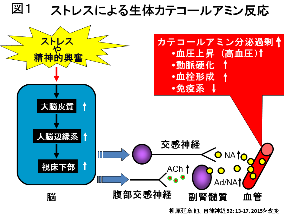 図1ストレスによる生体カテコールアミン反応